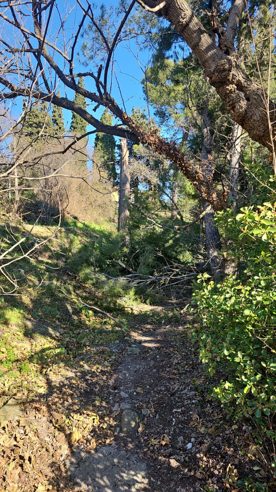 TREBALLS FORESTALS AL BOSQUET DE BORGONYÀ